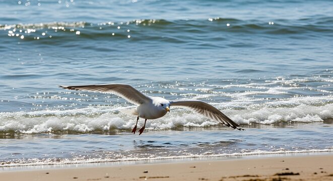 Seagull flying over the ocean waves at the beach.