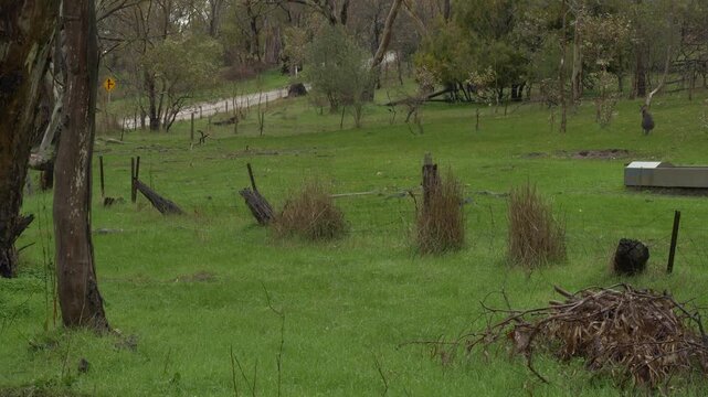 Eastern Grey Kangaroos Hopping In Rifle Range Lookout, Australia - Wide Shot