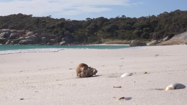 Crashing Waves At The Sandy Shores Of Sloop Reef In The Bay of Fires, Tasmania, Australia. Static Shot