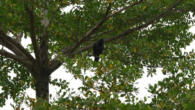 Captured in Batam, Indonesia, this footage showcases a solitary crow perched gracefully on a tree branch. The natural lighting highlights the textures of the leaves and the crow's dark feathers, creat