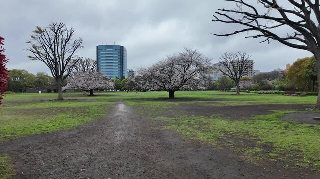 木場公園　桜　雨の日　2026年