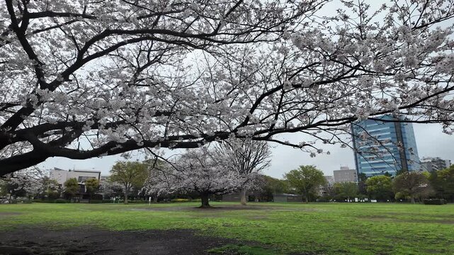 木場公園　桜　雨の日　2026年