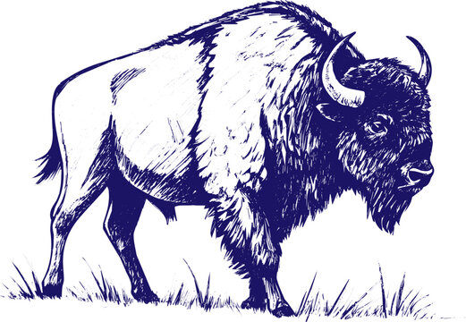 Hand Drawn Bison Sketch Vector Illustration Isolated Wildlife Animal Line Art Rustic Vintage Style