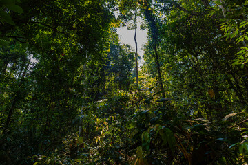 Fototapeta premium Grren tropical deep tree rainforest foliage