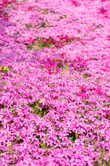 Fototapeta premium A vast hillside covered in a stunning carpet of pink and magenta moss phlox under sunlight.