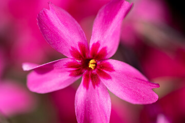 Fototapeta premium Macro shot of a single vivid magenta phlox flower with a soft, blurred floral background.