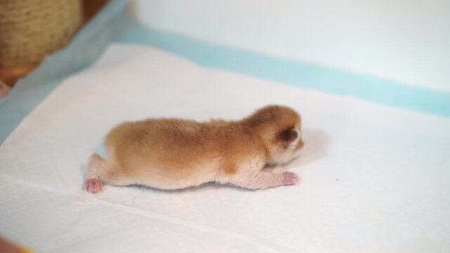 Newborn kitten with small orange fur, baby feline pet animal lying on white absorbent pad, closed eyes, peaceful and vulnerable, domestic early life stage, soft indoor lighting, delicate care