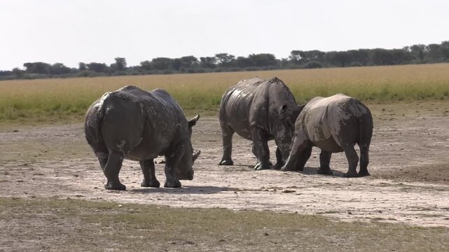 White Rhinoceros Adult and Calf Sparring in Open Savanna  interaction on flat, dry ground
