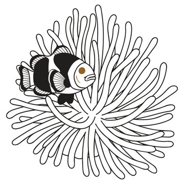 Clownfish swimming within sea anemone tentacles, depicting symbiotic marine life in a black and white vector illustration.
