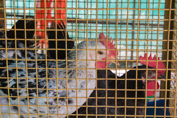 Chickens Inside Cage at Poultry Farm Close View © Chetan