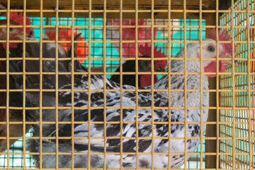 Chickens in Metal Cage at Poultry Farm © Chetan