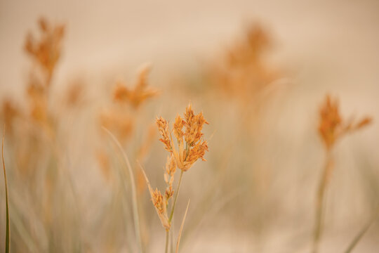 Close-up of dried coastal grass seed heads with soft bokeh background in warm, earthy tones