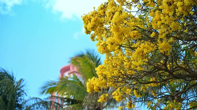 Low angle view of yellow flowering tree against blue sky. Looking up through yellow Tabebuia blossoms at a clear blue sky and a pink tall building.