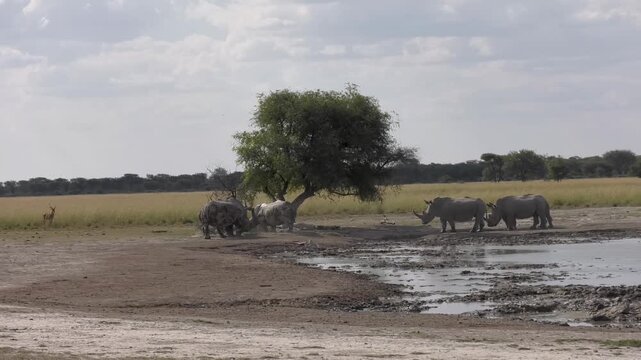 White Rhinoceros Herd Gathering at a Muddy Waterhole in the Savanna under a tree