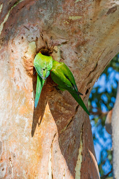 Two rainbow lorikeets looking into a nesting hole high on a tree trunk