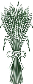 Tied Wheat Sheaf Bundle with Ribbon.