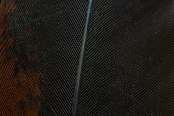 Macro Close-up of Natural Bird Feather Texture with Iridescent Colors,A detailed macro shot...