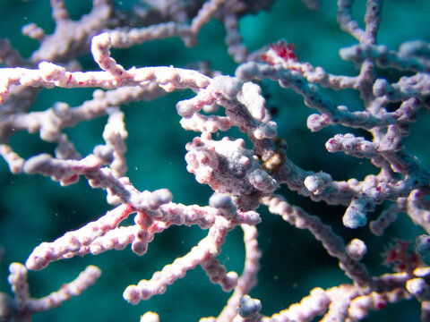 Pygmy seahorse (Hippocampus bargibanti or H. denise) clinging to sea fan gorgonian coral, perfectly camouflaged, Malapascua, Philippines.