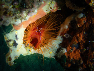 Electric clam (Lima scabra), also known as fire clam or disco clam, displaying vivid red mantle with flowing white tentacles, Malapascua, Philippines