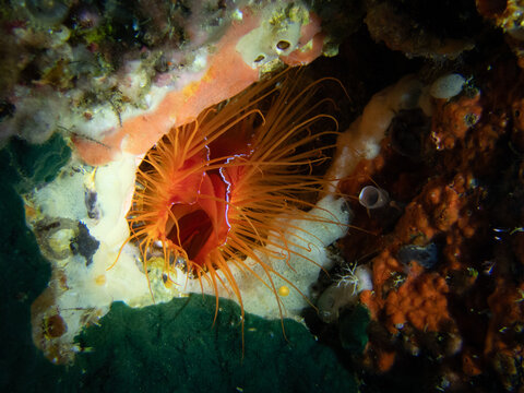 Electric clam (Lima scabra), also known as fire clam or disco clam, displaying vivid red mantle with flowing white tentacles, Malapascua, Philippines