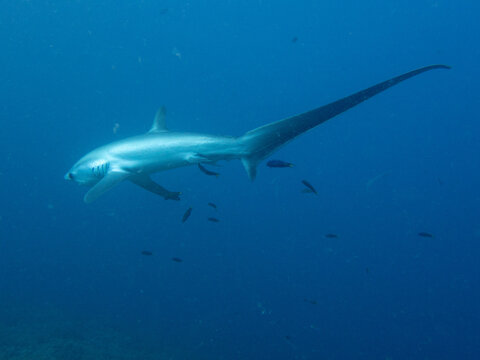 Pelagic thresher shark (Alopias pelagicus) at dawn cleaning station, Kimud Shoal, Malapascua Island, Cebu, Philippines; one of the few places in the world with reliable thresher shark sightings.