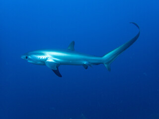 Naklejka premium Pelagic thresher shark (Alopias pelagicus) at dawn cleaning station, Kimud Shoal, Malapascua Island, Cebu, Philippines; one of the few places in the world with reliable thresher shark sightings.