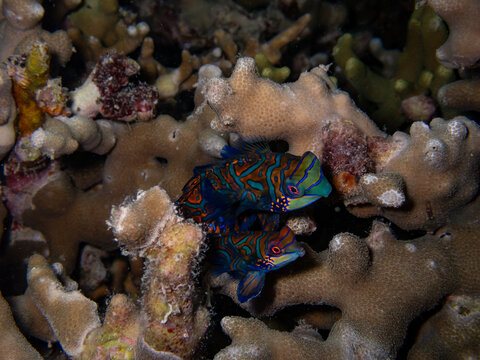 Mandarin fish mating time