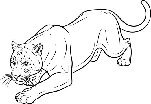 Pouncing Cougar Mountain Lion Line Drawing.
