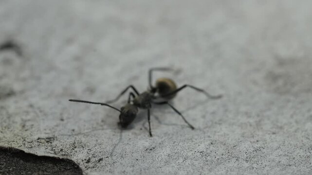 Ant Walking on Concrete Surface Macro Shot 4K High Quality