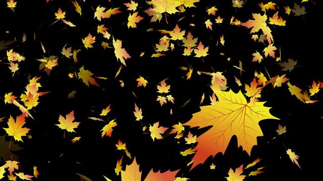 Natural petal motion autumn flower overlay on transparent background 4K resolution.