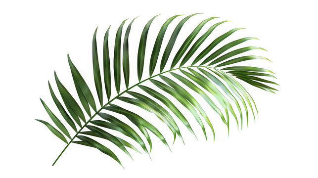 Green palm frond leaf with botanical tropical isolated on transparent background