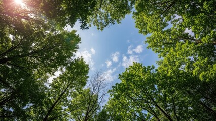 Fototapeta premium A serene forest canopy with sunlight filtering through the leaves