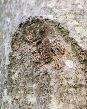 Just hatched spotted lanternfly nymph on an egg mass