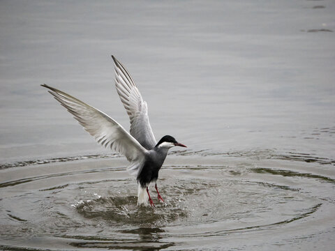 Tern taking off from the water surface
