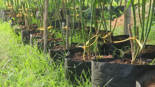 Mature Bird's Eye Chili plants (Capsicum frutescens) growing in neat rows of black polybags. The plants are thriving in an outdoor garden, supported by stakes and tied with yellow ribbon for stability