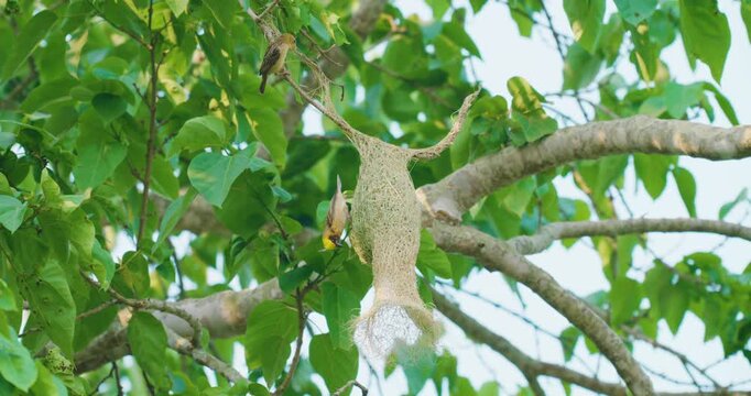 Beautiful baya weaver bird nest building on tropical tree branch animal wildlife