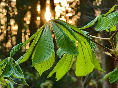 Chestnut leaf and sun rays in backlight