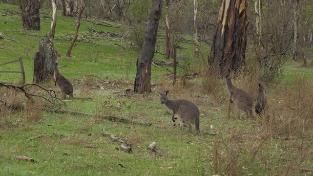 Eastern Grey Kangaroos In Grassy Woodland, Looking At The Camera Before Hopping Away. tracking shot