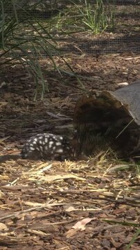Spotted-tailed Quoll In Natural Habitat In Tasmania, Australia - Vertical Shot