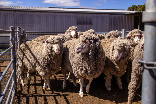 Merino wool ewes in the sheep yards