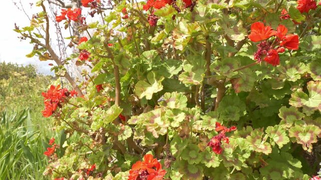 Pelargonium Zonale, Zonal Geranium In The Barossa Valley, Australia. Close-up Shot