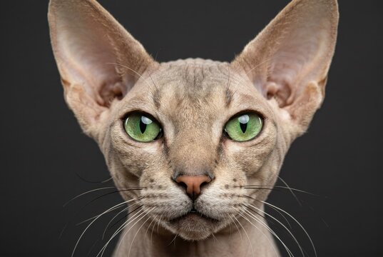 Closeup studio portrait of a peterbald cat with green eyes