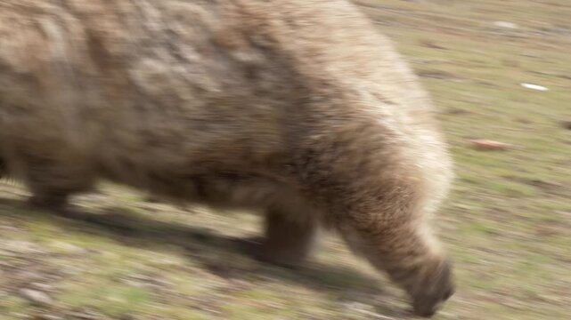 Wombat, Furry Marsupial On Natural Habitat In Maria Island, Tasmania, Australia. Close-up Shot