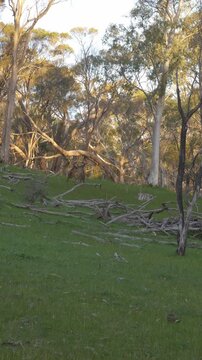 Vertical View Of Playful Western Grey Kangaroos In The Barossa Valley, Kaiserstuhl Conservation Park In Australia. Static Shot
