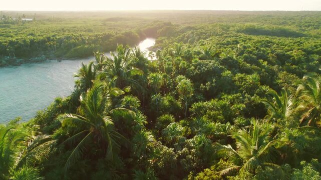 Boat cruising through tropical river surrounded by lush green forest in Mexico