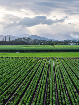 Soybean and Sugar Cane Farming with Wollumbin behind