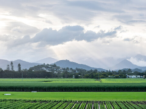 Soybean and Sugar Cane Farming with Wollumbin behind