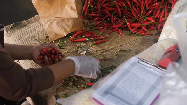 Female hands selecting and sorting red chili peppers from paper bag at market stall. Fresh vegetable selling concept