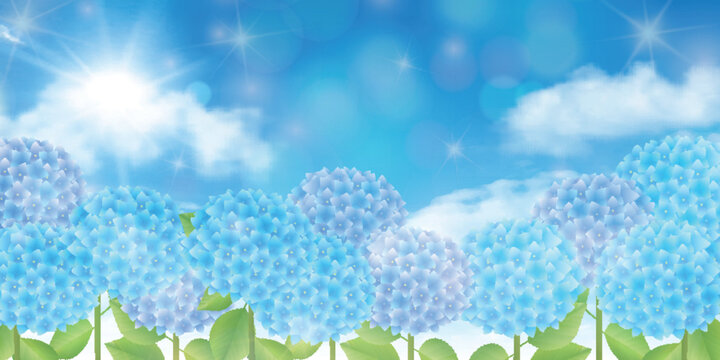 Beautiful Hydrangea Flowers Under The Bright Blue Sky