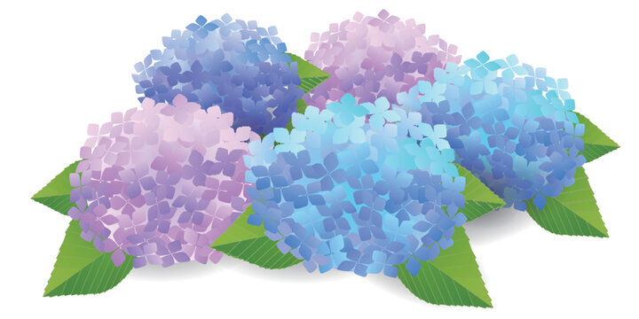 Beautiful colorful hydrangea flowers in summer